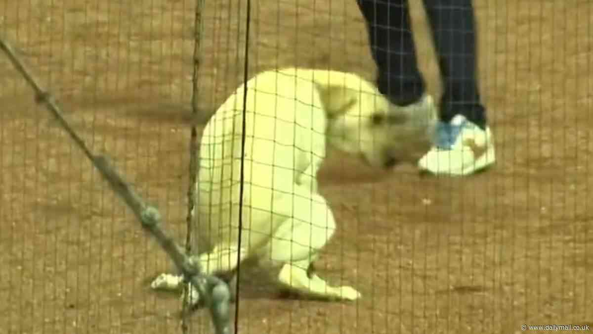 Fans horrified by baseball official's grotesque act after dog poops on the field
