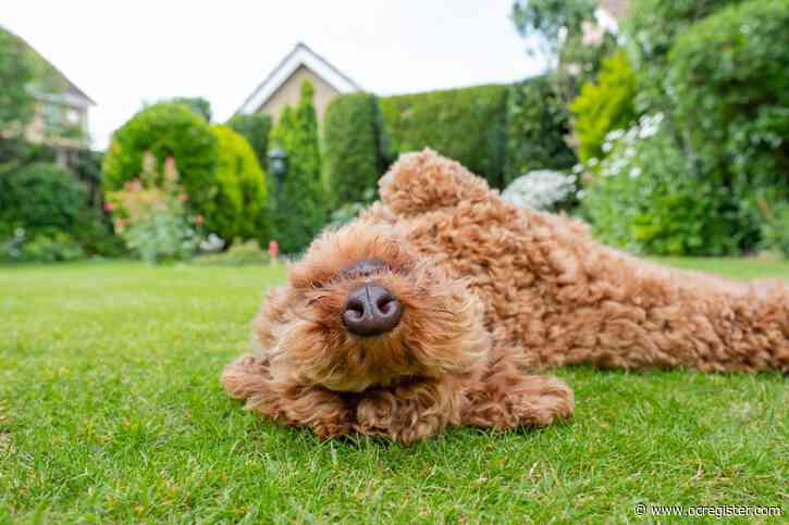 How to maintain a garden that works for both dogs and plants