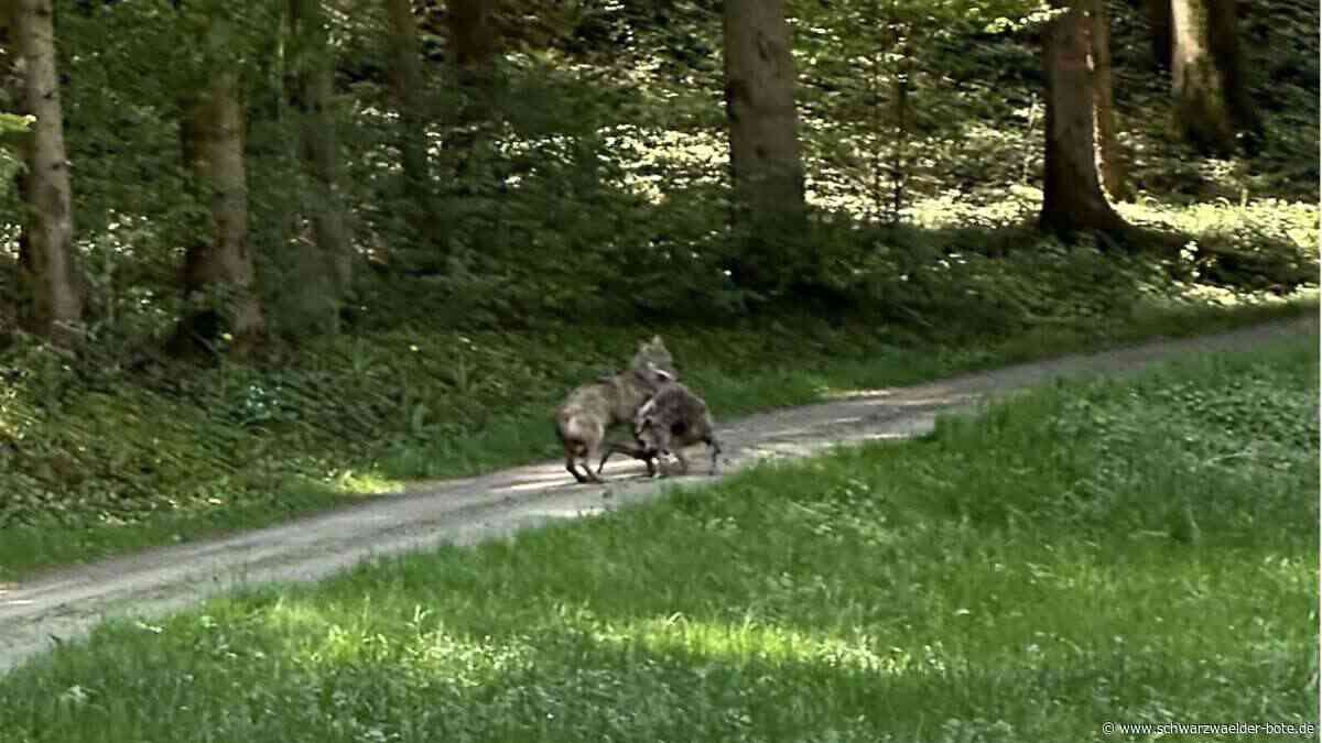Tote Schafe in Haiterbach?: Beweis für einen Wolf und ein Gerücht