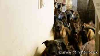 Heartbreak as 40 dogs are found living in their own filth stuffed inside closets and cupboards in cramped apartment