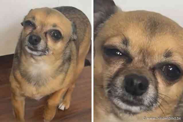 Chihuahua Binky heeft opvallend trucje om te verhinderen dat zijn baasje ‘s ochtends gaat werken: “Ik voel me dan zo schuldig”