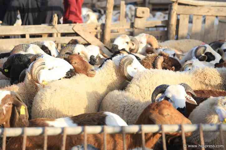 شائعة إغلاق أسواق المواشي تُربك "الكسّابة" ..