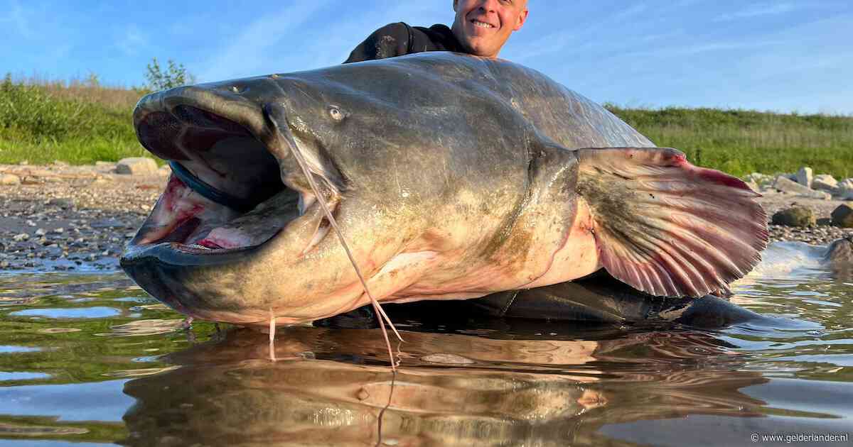Recordvisser Paul haalt wéér een enorme meerval uit de Waal: ‘Wat een varken man’