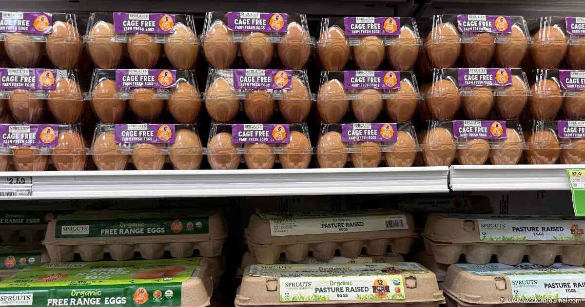 CNN Slammed for 'Unbelievable' Anti-Trump Spin on Falling Egg Prices