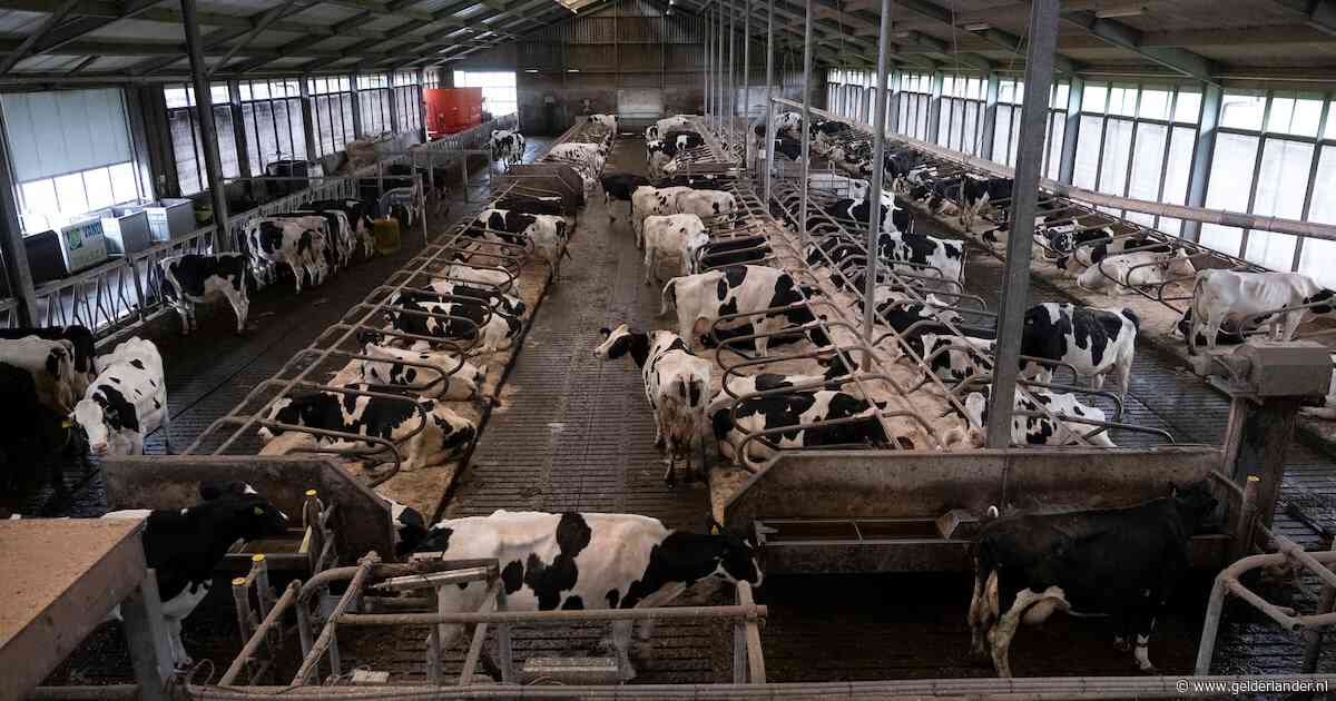 Nieuwe cijfers: stikstofzones van kabinet treffen voorlopig maximaal 232 boeren en niet 1800