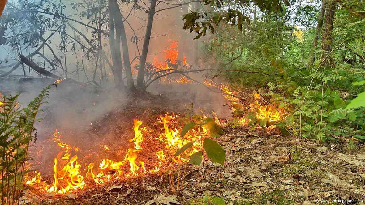Vier natuurbranden in een avond, brandweer heeft er de handen vol aan