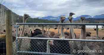 Supporters urged to ‘surround’ B.C. farm where 400 ostriches ordrered culled