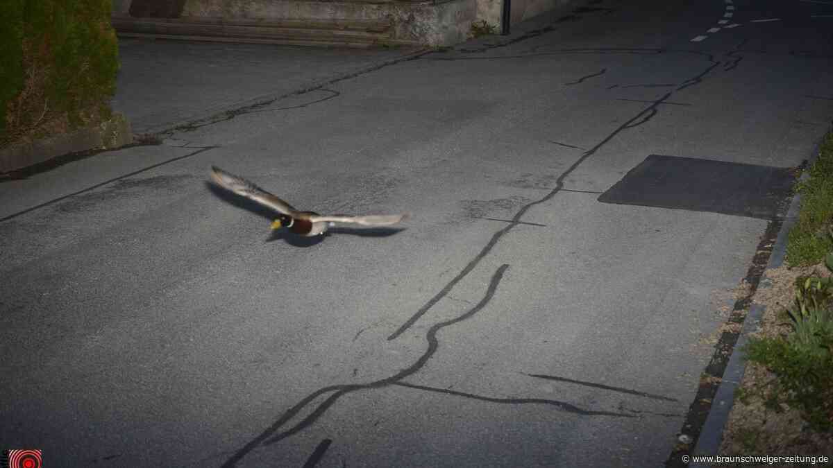 Ente wird in 30er-Zone geblitzt – schon wieder