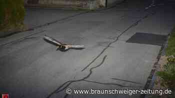 Ente wird in 30er-Zone geblitzt – schon wieder
