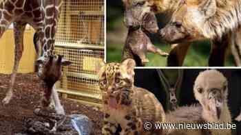 Beschuit met muisjes in Nederlandse dierentuinen: van hyenapups en cheetawelpen tot babygiraf met onderbeet