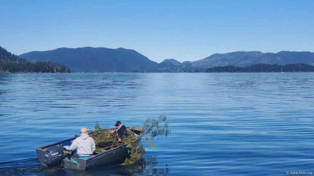 One branch at a time: 2025 Herring Egg Harvest
