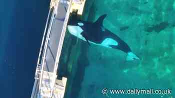Misery of the abandoned orcas: Killer whales and dolphins are left trapped in shut-down marine park - as campaigners plead for them to be saved