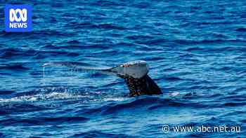 Whale song stirs tourists' desire to help the environment, study finds