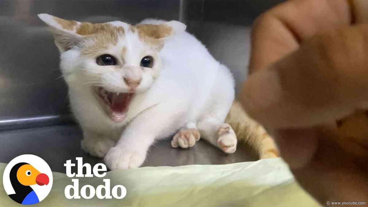 "Broken" Cat Who Hissed At Her New Mom Learns To Trust | The Dodo