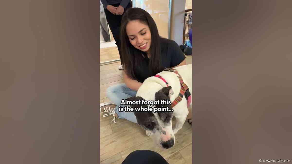 Fosters Looking For Their Forever Homes | The Pack