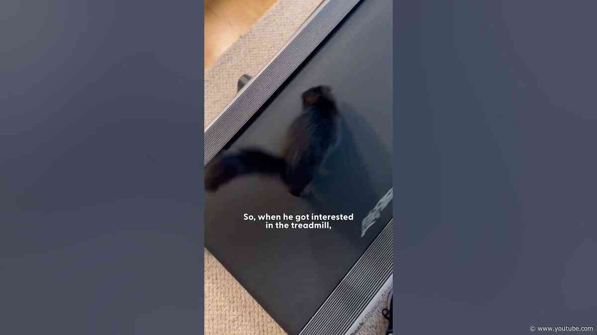 Cat Demands On Using The Treadmill Multiple Times A Day | The Dodo