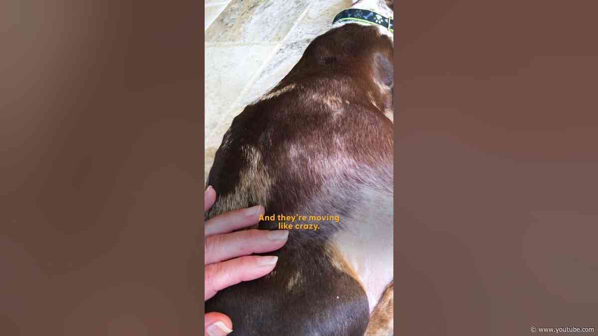 Dachshund Rescued From Puppy Mill Just In Time To Have Her Babies | The Dodo