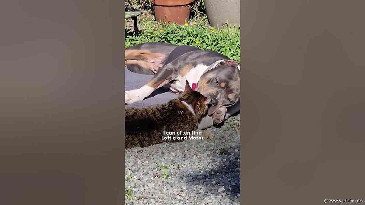 Magical Pittie Sends Cat BFF A New Friend From Heaven 🌈 | The Dodo