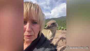 Protesters gather at B.C. farm as ostriches set to be killed over bird flu fears