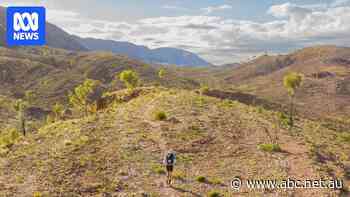 Outback ultra-marathon runners gear up for Red Centre test