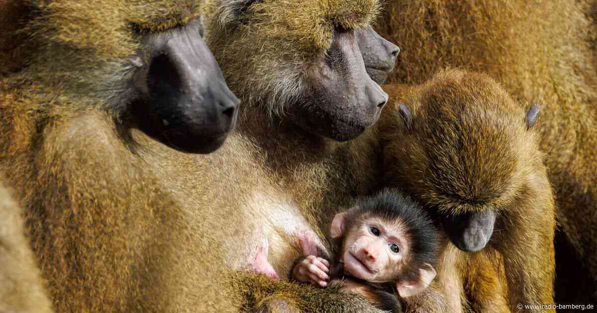 Paviane aus Nürnberg ziehen nicht in indischen Zoo