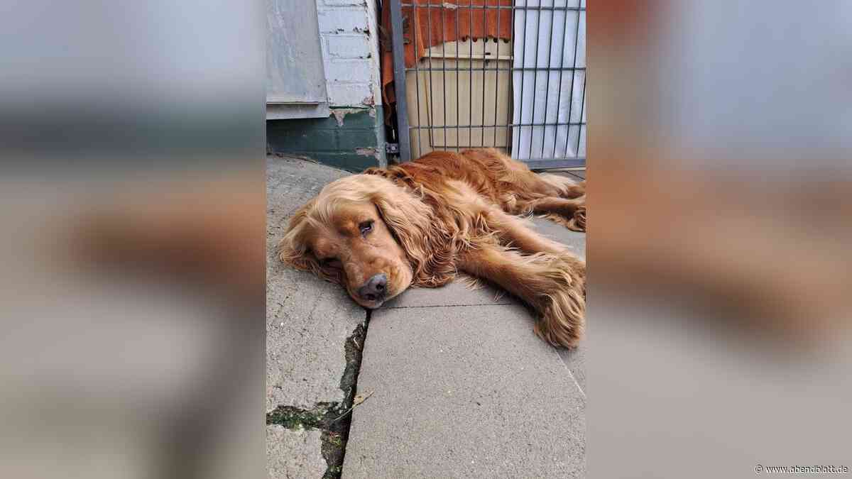 Liebt Streicheleinheiten: Cockerspaniel Tucker sucht ein Zuhause
