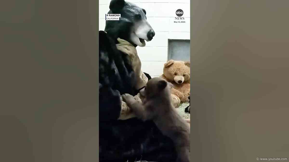 Wildlife workers wear bear suits to care for tiny orphaned cub