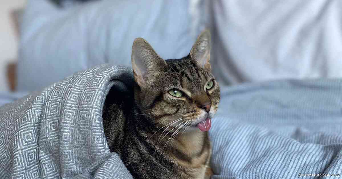 'Local celebrity' cat can meow and eat again after life-changing surgery