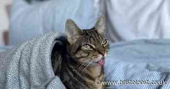 'Local celebrity' cat can meow and eat again after life-changing surgery