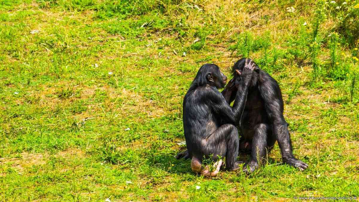 Weibliche Bonobos haben das Sagen: Forscher finden Grund