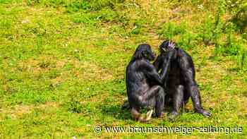 Weibliche Bonobos haben das Sagen: Forscher finden Grund