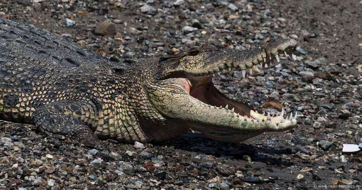 Krokodil tötet Schwimmer in Indonesien