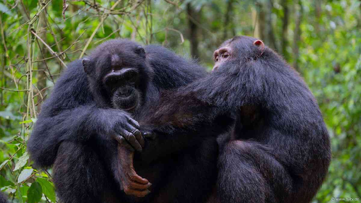 Studie über Hygiene im Urwald: Auch Schimpansen wischen sich den Hintern ab