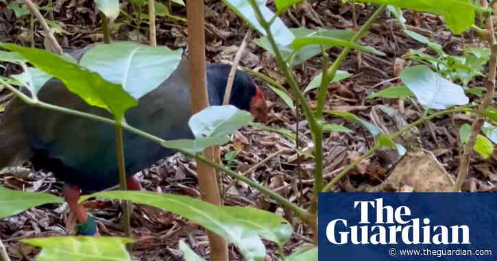Endangered New Zealand bird caught fighting ‘at risk’ reptile in rare footage