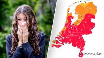 Allergisch voor de berk, els of zuring? Zoek op door welke plant of boom jij (nu) zo moet niezen