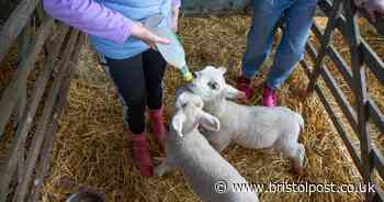 UK-wide warning as infection linked to petting farm hits 81 people