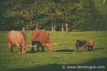 Scotland leads organic farming growth as England lags behind