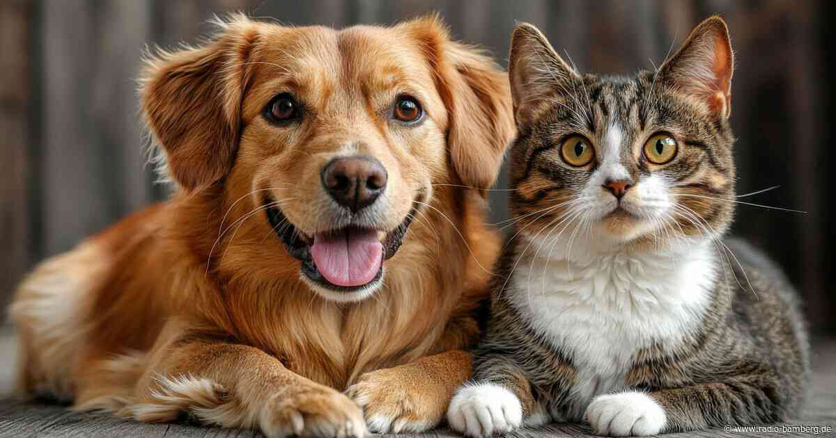 Viele Tiere, aber nicht genügend Platz