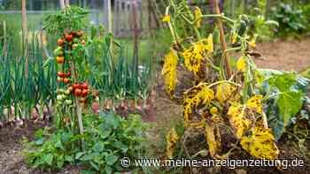 Die besten Nachbarn für Tomaten – diese Gemüse fördern die Ernte