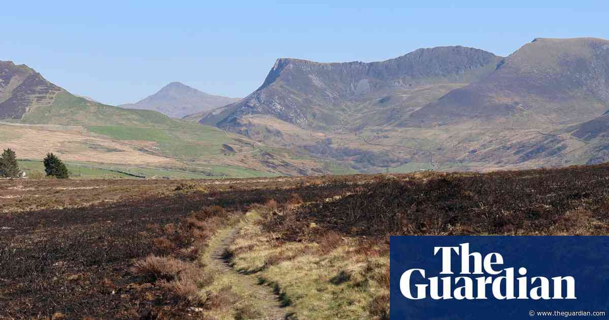 Country diary: A wildfire has killed off (nearly) everything wild | Eben Muse