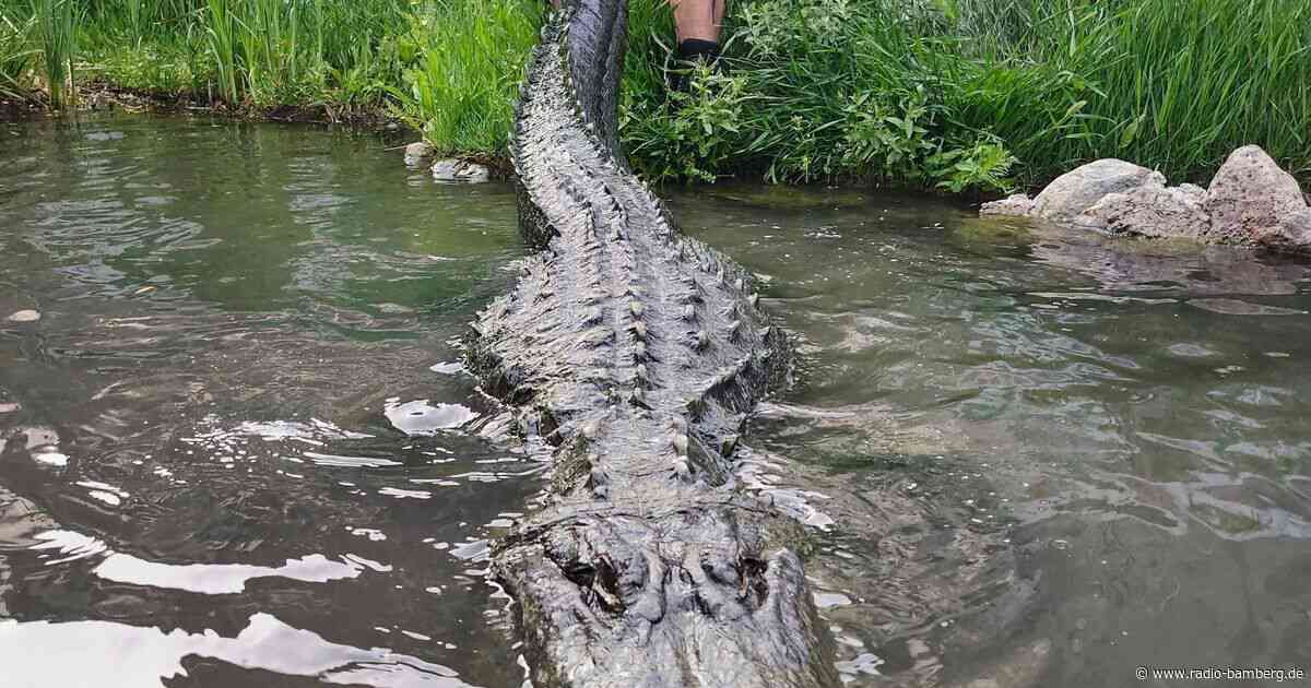 Bekannt aus «Happy Gilmore»: Hollywood-Alligator ist tot