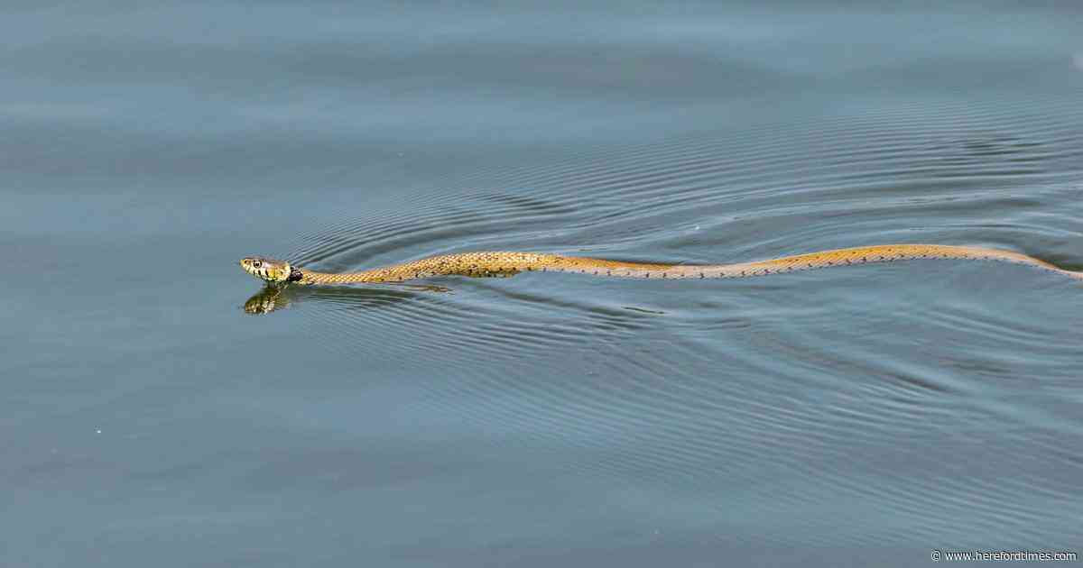 The 'adaptable' snake that is the UK's longest and can swim underwater
