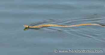 The 'adaptable' snake that is the UK's longest and can swim underwater