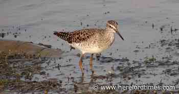 Rarely seen bird with fewer than 30 pairs in the country spotted in Herefordshire