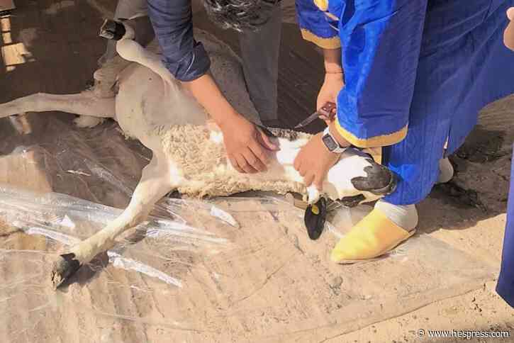 إشاعة "غرامة ذبح الأضاحي" في المغرب .. خبراء: ل&#15