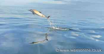 Family treated to stunning display as dolphins leap from water and swim next to boat off Welsh coast