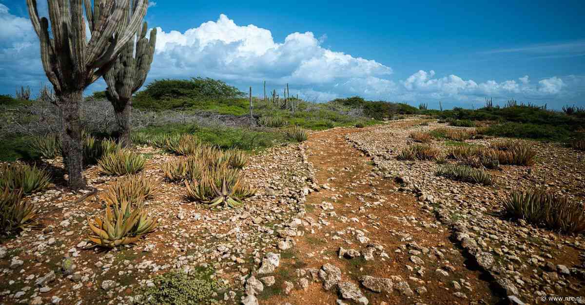 Hoe voorkom je dat dit park op Bonaire de zee in spoelt? Twee studenten uit Velp zoeken het uit
