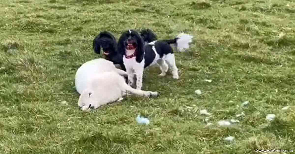 Police warn dog owners 'you'll pay ultimate price' as video shows savage attack near popular beach