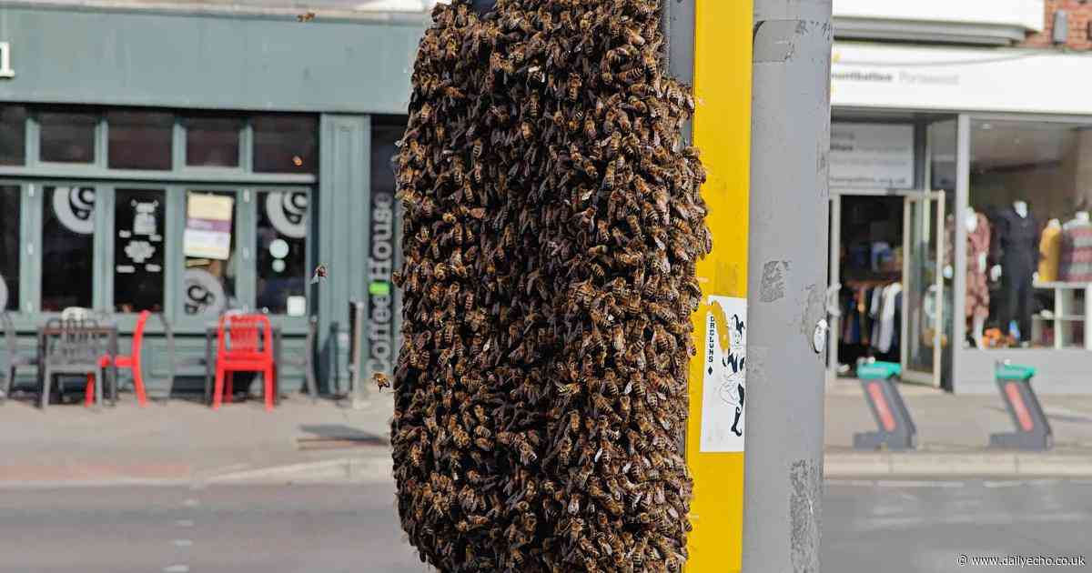 Bees swarm at crossing on busy Southampton street