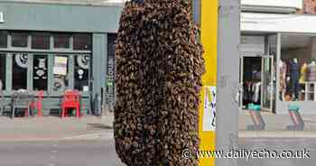 Bees swarm at crossing on busy Southampton street